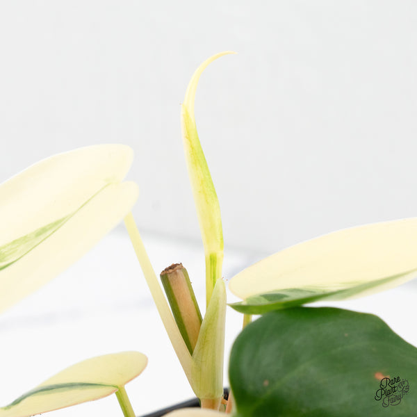 Philodendron Hederaceum Albo Variegated Heartleaf (wk3-A)