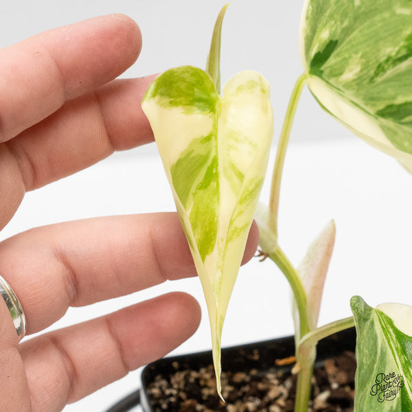 Philodendron Hederaceum Albo Variegated Heartleaf (wk1-A)