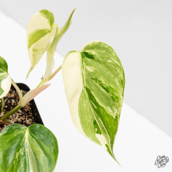 Philodendron Hederaceum Albo Variegated Heartleaf (wk1-A)