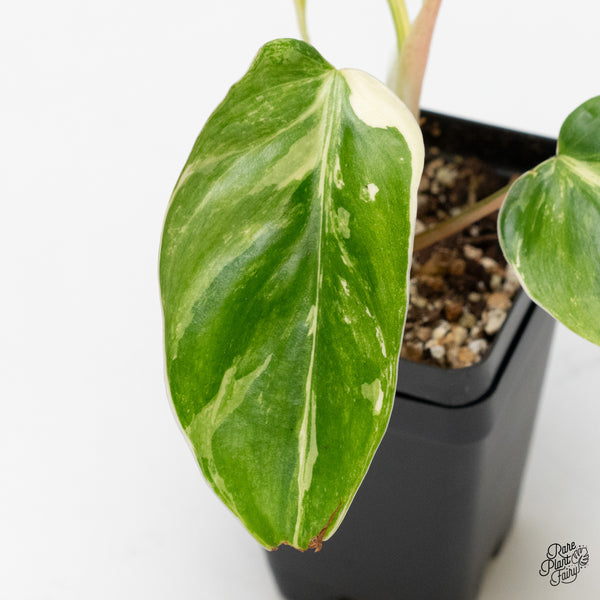 Philodendron Hederaceum Albo Variegated Heartleaf (wk1-A)