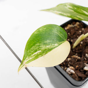 philodendron hederaceum albo Philodendron Hederaceum Albo Variegated "Heartleaf" (wk21-J) – Rare Plant Fairy