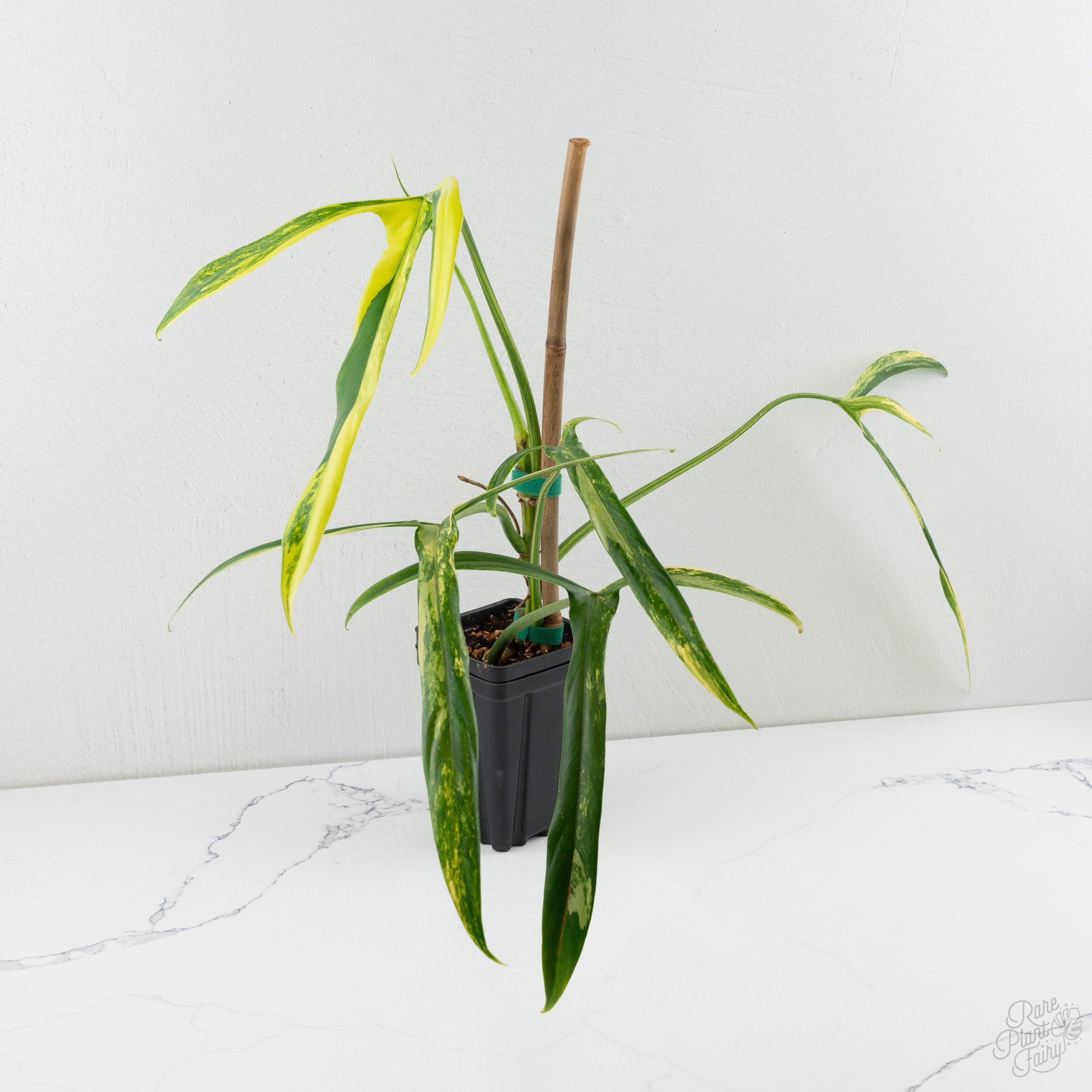 Philodendron Holtonianum Variegated (wk8-A) – Rare Plant Fairy