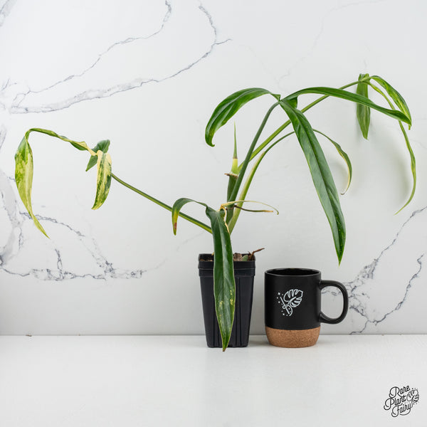 Philodendron Holtonianum Variegated (wk50-M)