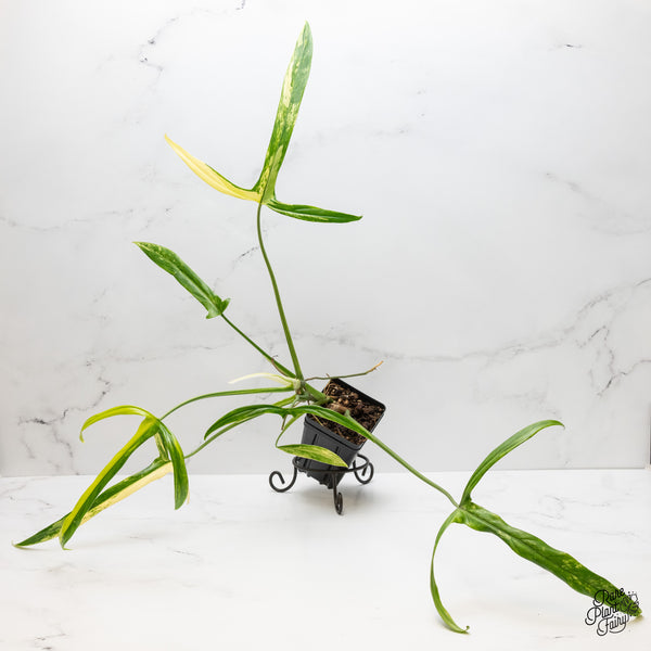 Philodendron Holtonianum Variegated (wk1-G)