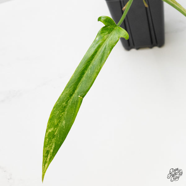 Philodendron Holtonianum Variegated (wk1-G)
