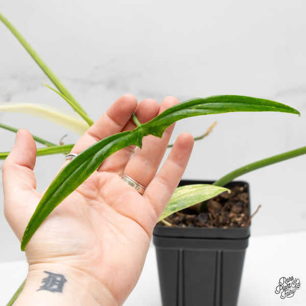 Philodendron Holtonianum Variegated (wk1-G)