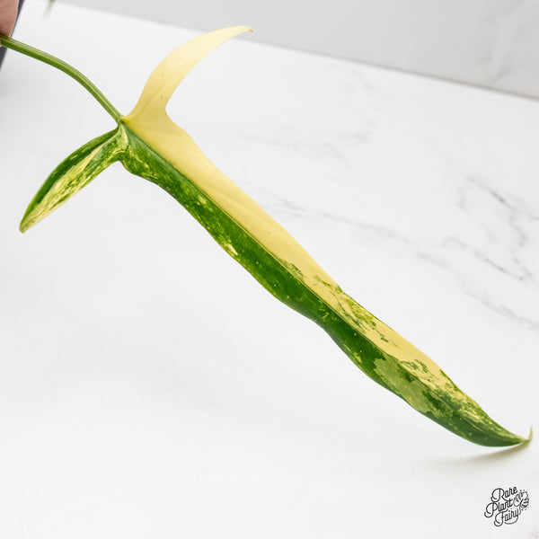 Philodendron Holtonianum Variegated (wk1-G)