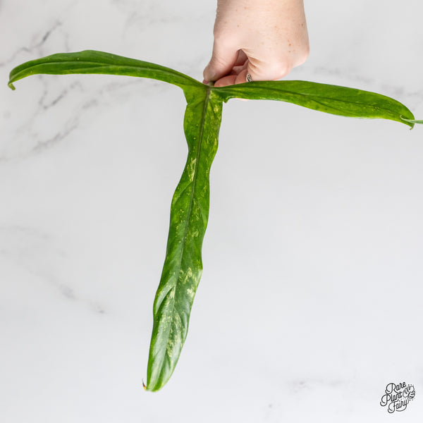 Philodendron Holtonianum Variegated (wk1-G)