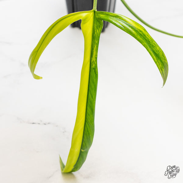 Philodendron Holtonianum Variegated (wk1-G)