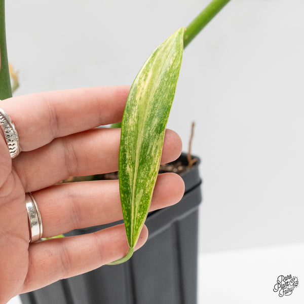 Philodendron Holtonianum Variegated (wk1-G)