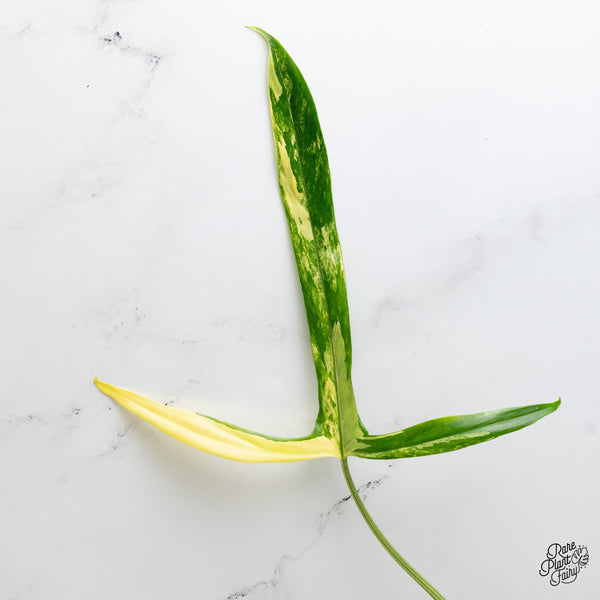 Philodendron Holtonianum Variegated (wk1-G)
