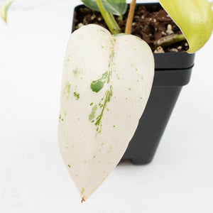 Philodendron Ilsemanii by Kunzo (wk32-C)
