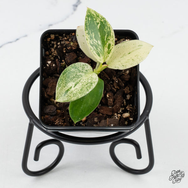 Philodendron Ilsemanii *Kunzo Lineage* (wk4-C)