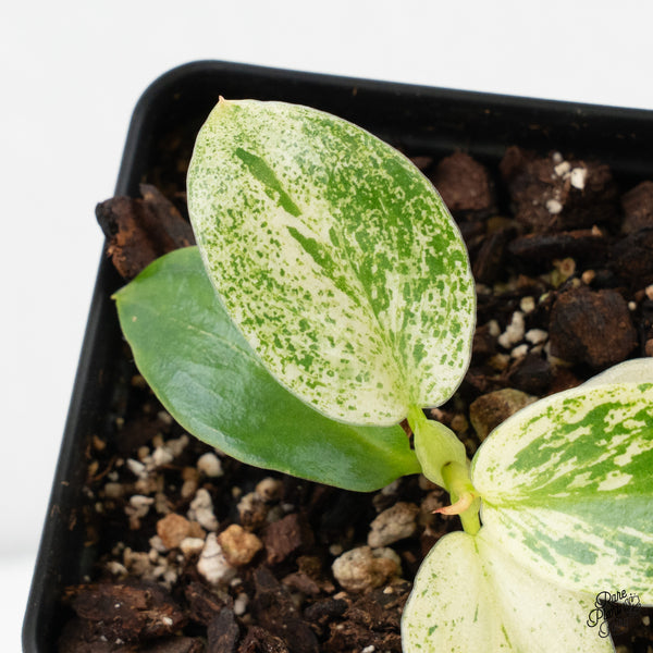 Philodendron Ilsemanii *Kunzo Lineage* (wk4-C)