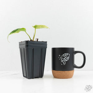 Philodendron Ilsemanii *Kunzo Lineage* (wk18-I)