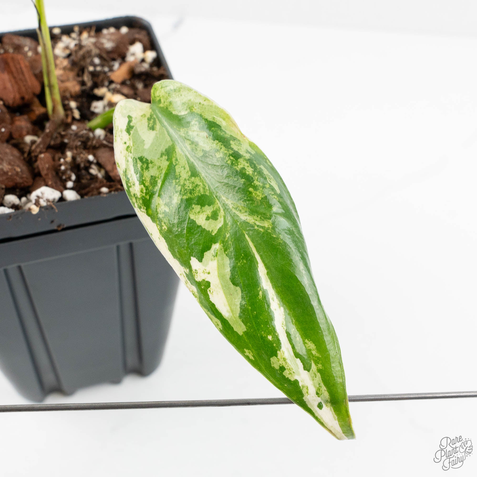 philodendron ilsemannii Philodendron Ilsemanii *Kunzo Lineage* (wk18-I)