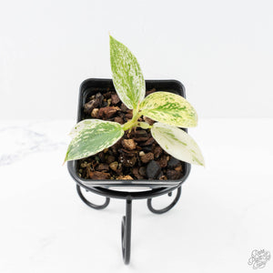 Philodendron Ilsemanii *Kunzo Lineage* (wk20-E)