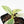 Philodendron Ilsemanii *Kunzo Lineage* (wk20-E)