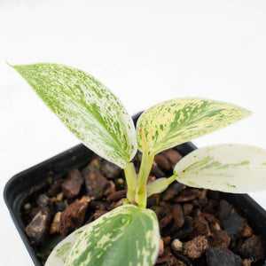 Philodendron Ilsemanii *Kunzo Lineage* (wk20-E)