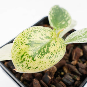 Philodendron Ilsemanii *Kunzo Lineage* (wk20-E)