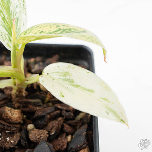 Philodendron Ilsemanii *Kunzo Lineage* (wk20-E)