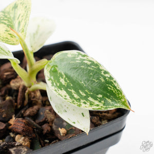 Philodendron Ilsemanii *Kunzo Lineage* (wk20-E)