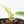 Philodendron Ilsemanii *Kunzo Lineage* (wk20-E)