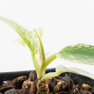 Philodendron Ilsemanii *Kunzo Lineage* (wk20-E)