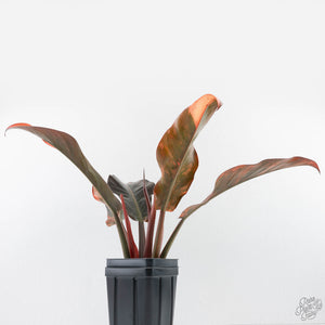 Philodendron 'Imperial Red' Variegated (wk28-UG)