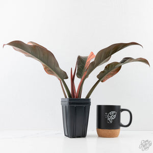 Philodendron 'Imperial Red' Variegated (wk28-UG)