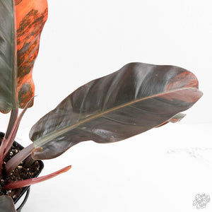 Philodendron 'Imperial Red' Variegated (wk28-UG)
