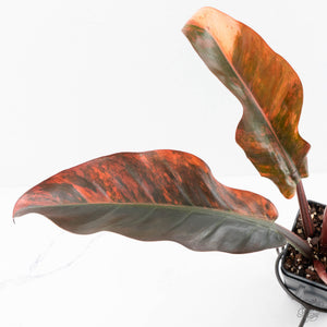 Philodendron 'Imperial Red' Variegated (wk28-UG)