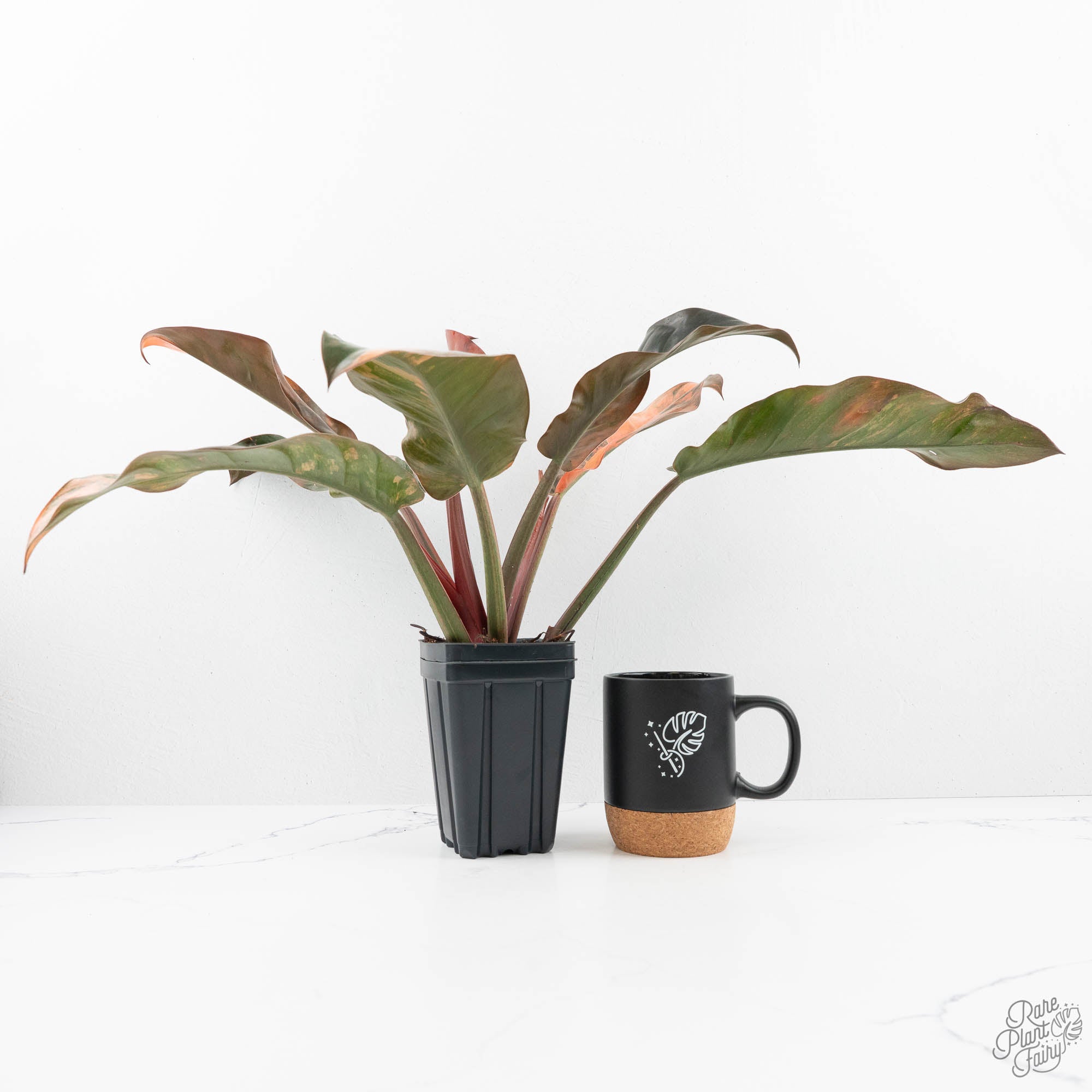 philodendron imperial red uk Philodendron 'Imperial Red' Variegated (wk19-UK)