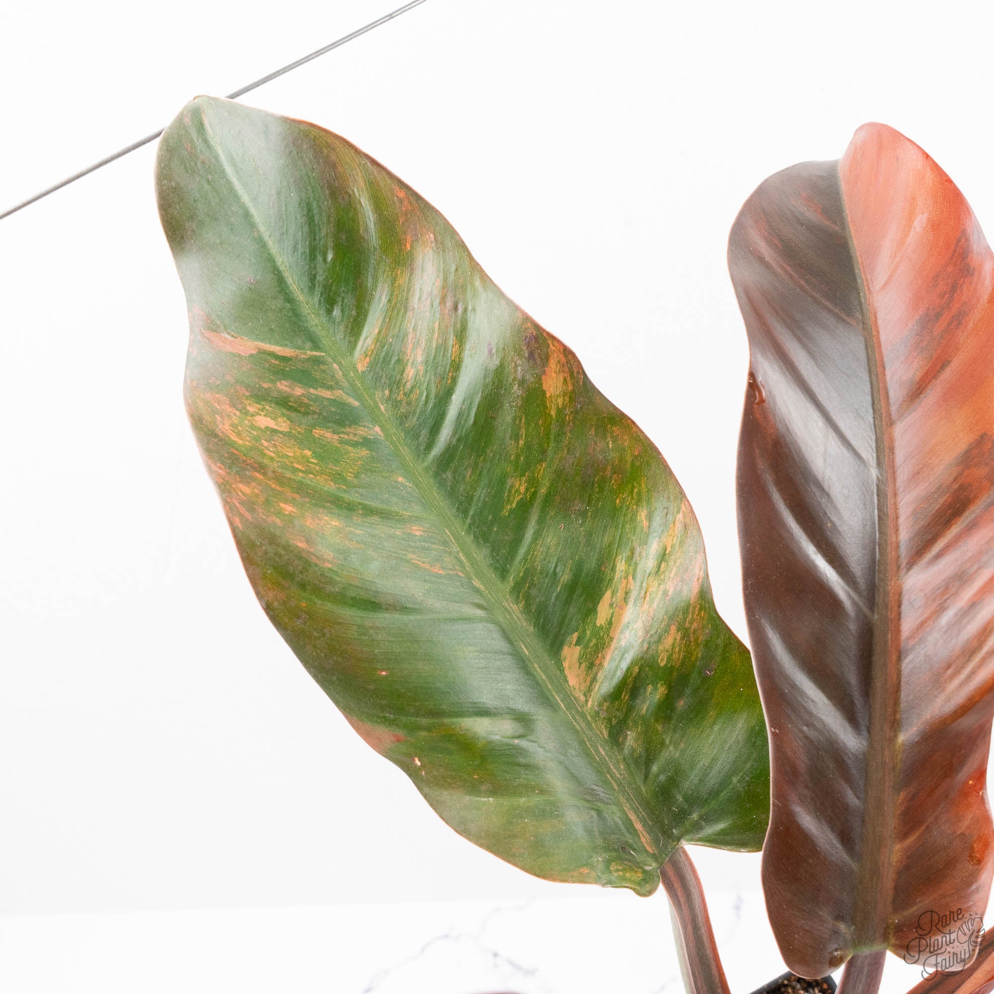 philodendron imperial red rare Philodendron 'Imperial Red' Variegated (wk19-UK)