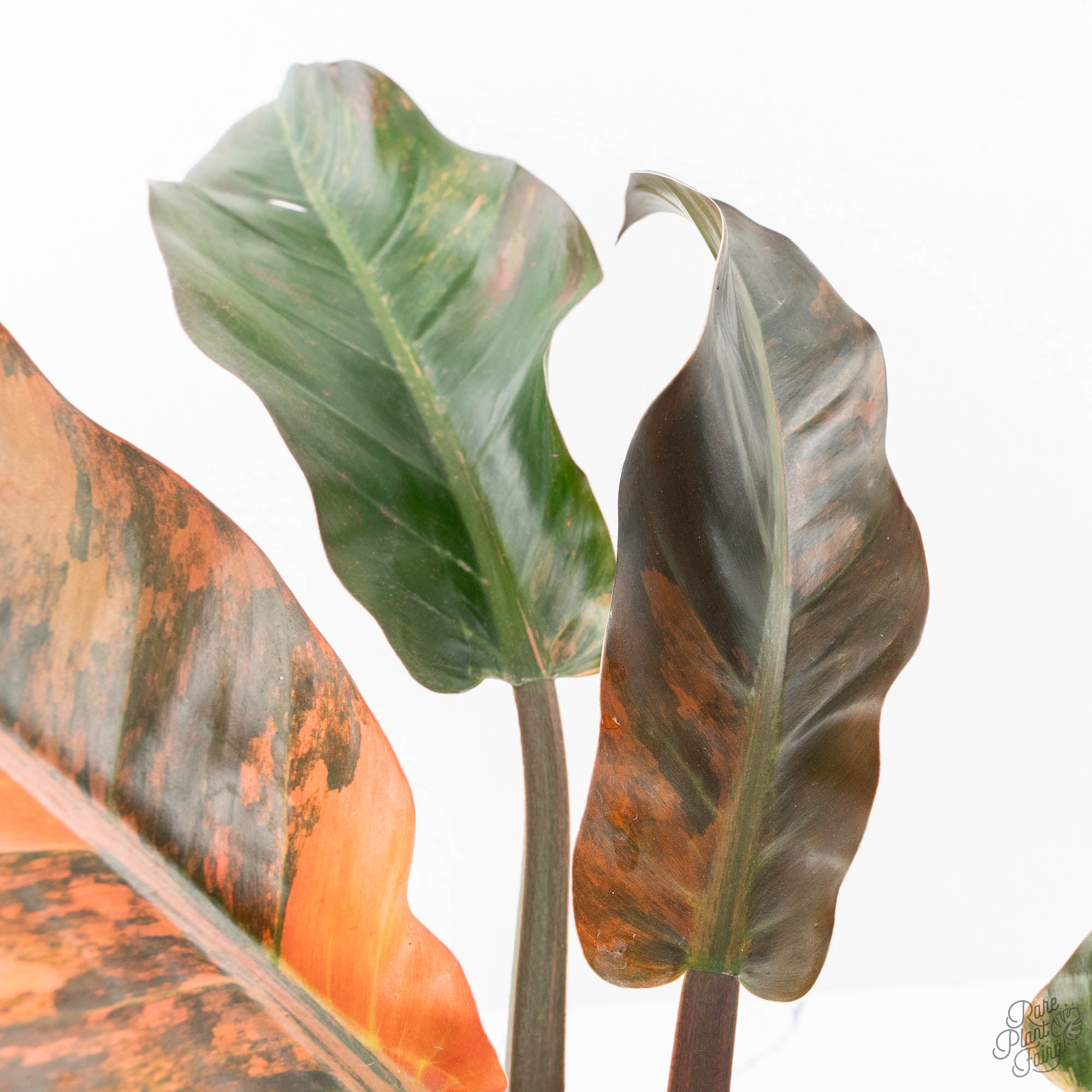 imperial red philodendron price Philodendron 'Imperial Red' Variegated (wk19-UK)