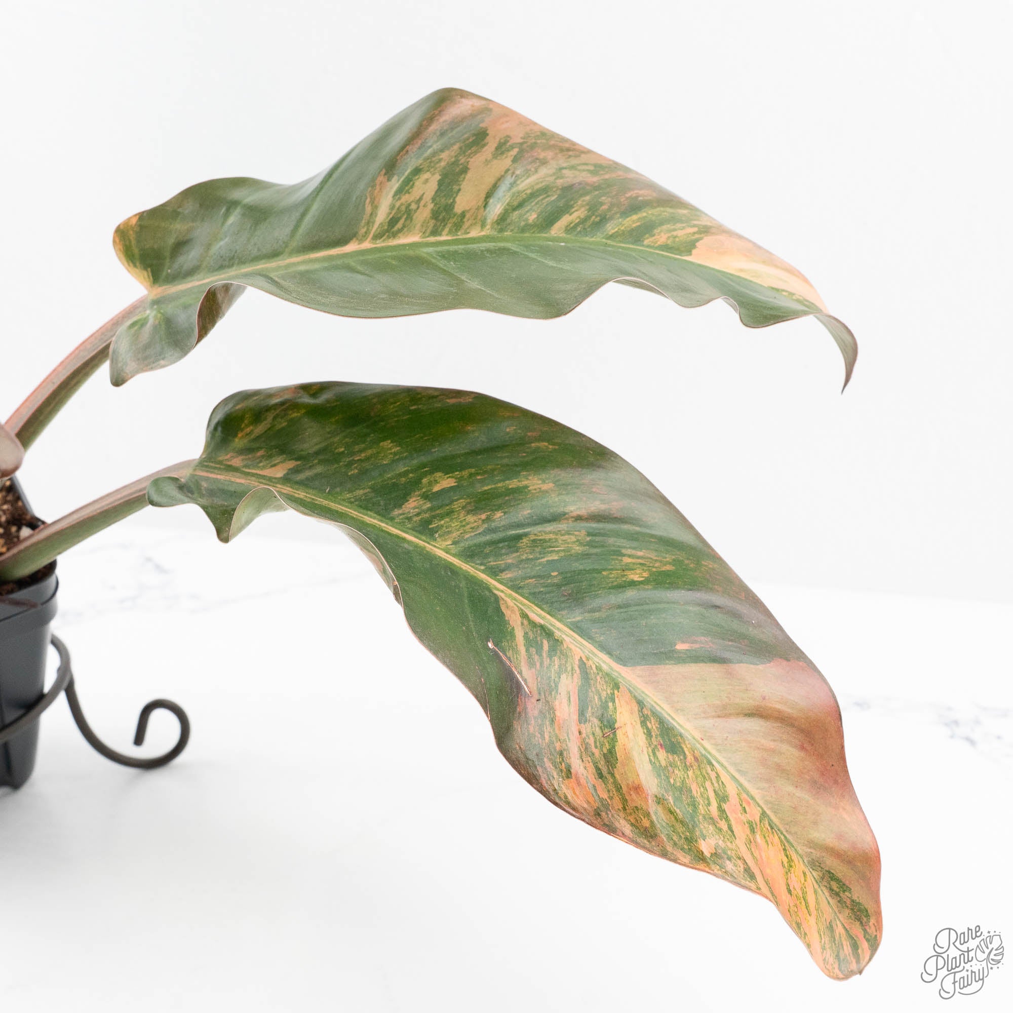 philodendron imperial green variegata Philodendron 'Imperial Red' Variegated (wk19-UK)