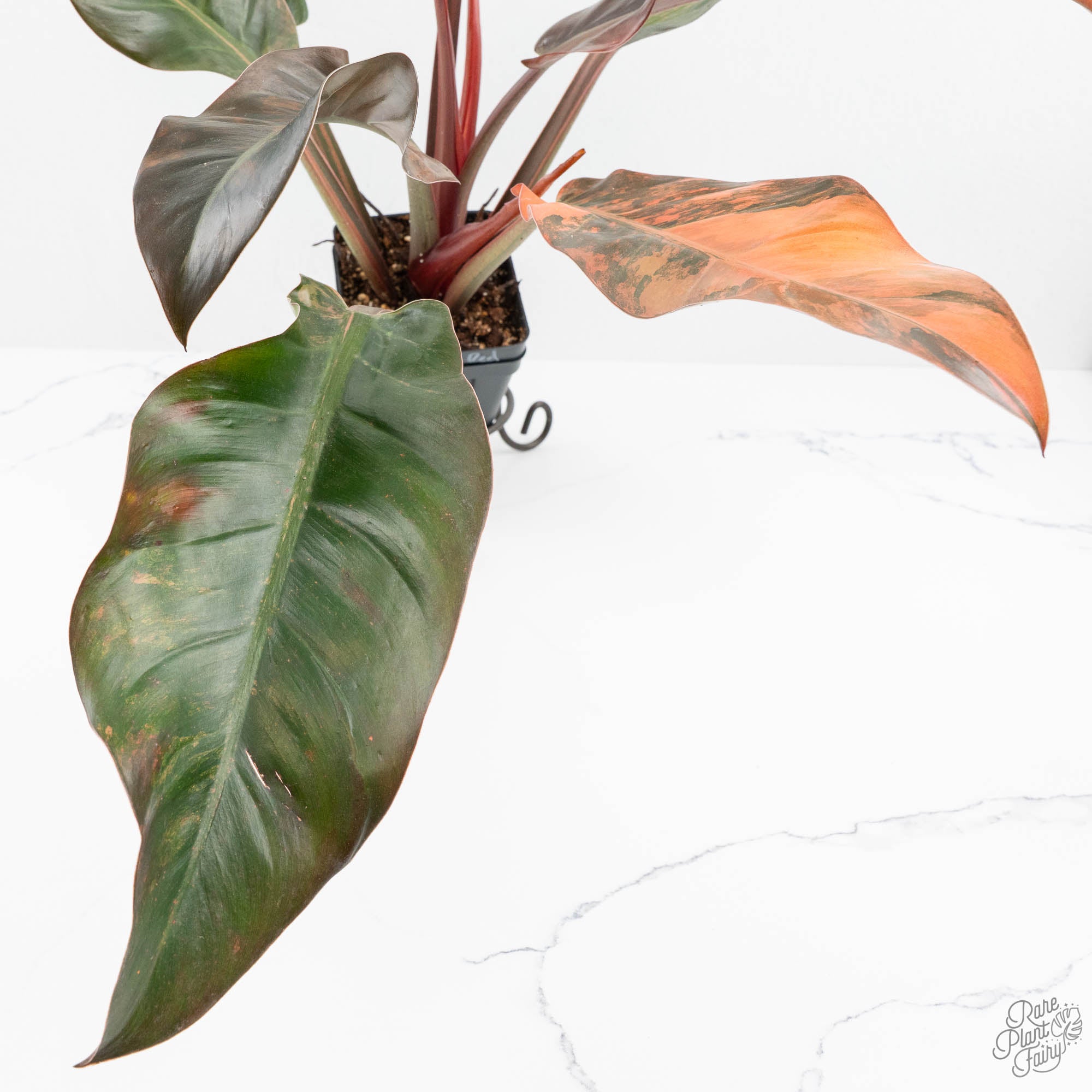 philodendron imperial red size Philodendron 'Imperial Red' Variegated (wk19-UK)
