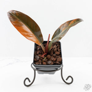 philodendron imperial variegated Philodendron 'Imperial Red' Variegated (wk24-UF) – Rare Plant Fairy