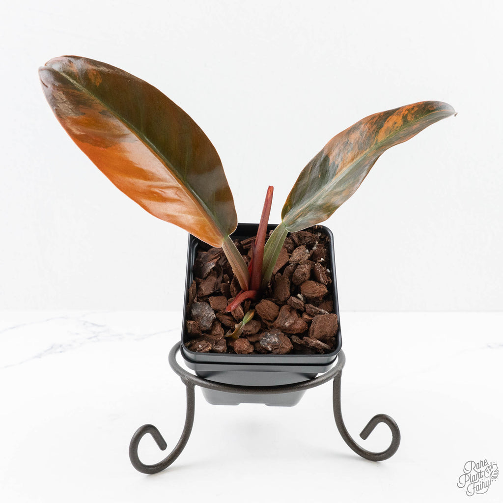 philodendron imperial red soil Philodendron 'Imperial Red' Variegated (wk24-UF) – Rare Plant Fairy