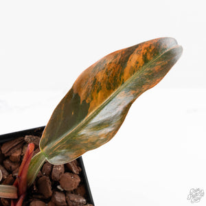 Philodendron 'Imperial Red' Variegated (wk24-UF)
