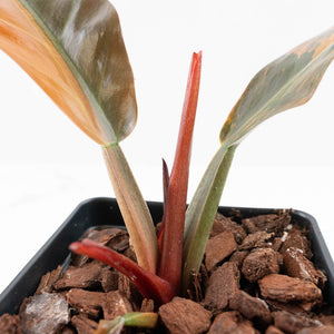 Philodendron 'Imperial Red' Variegated (wk24-UF)
