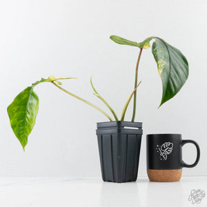 Philodendron 'Joepii' Variegated (wk38-L272)
