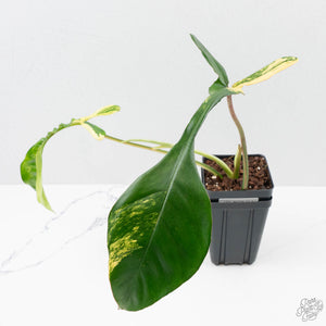 Philodendron 'Joepii' Variegated (wk38-L272)