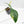 Philodendron 'Joepii' Variegated (wk38-L272)