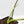 Philodendron 'Joepii' Variegated (wk38-L272)