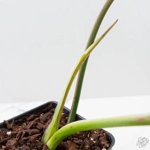 Philodendron 'Joepii' Variegated (wk38-L272)