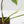 Philodendron 'Joepii' Variegated (wk38-L272)