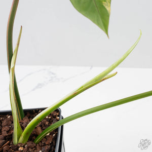 Philodendron 'Joepii' Variegated (wk38-L272)