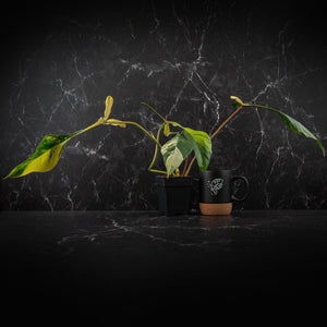 Philodendron 'Joepii' Variegated (wk41-L348)