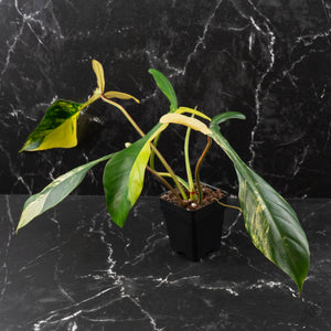 Philodendron 'Joepii' Variegated (wk41-L348)